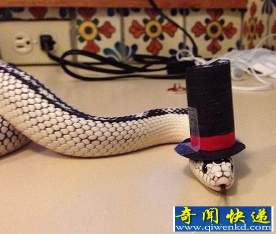 论帽子的重要性!昔日恐怖蛇类一秒变呆萌