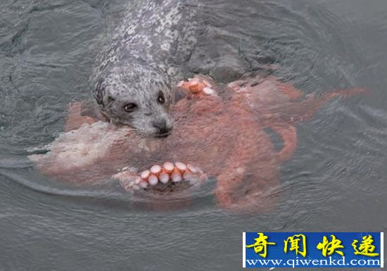 海豹活吞巨型章鱼 激斗十几分钟才下肚