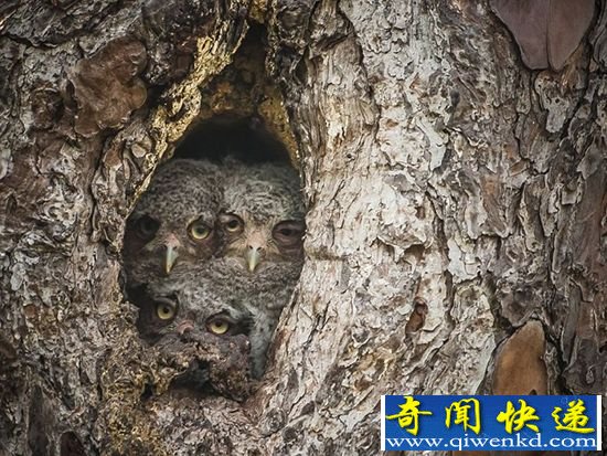 组图:摄影师拍摄猫头鹰 神奇伪装术与周围融为一体