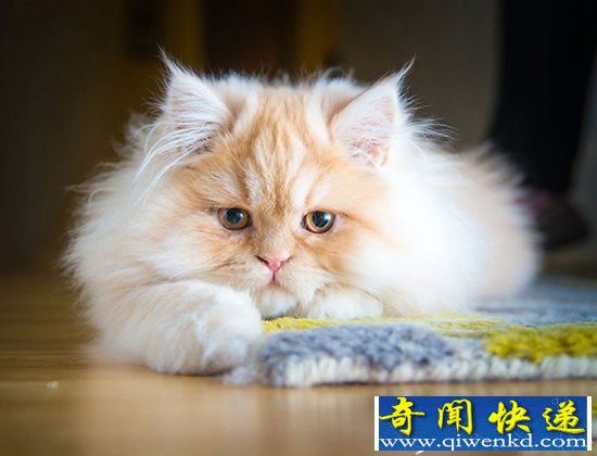 萌态万千!安德鲁拍摄喵星人表情合集