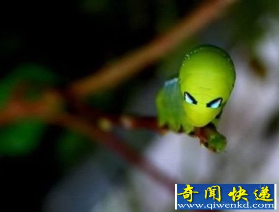 憨态可掬的毛毛虫:全球十大奇特昆虫盘点