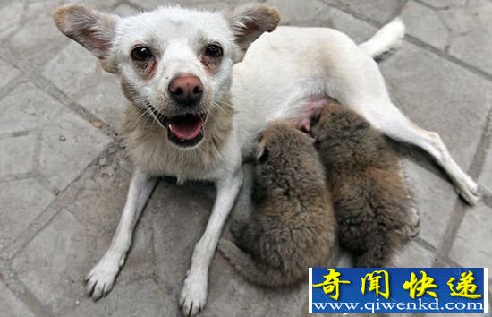 组图:动物们乱套了 你们这样真的好吗