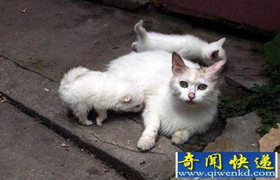 组图:动物们乱套了 你们这样真的好吗