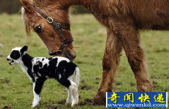 组图:动物们乱套了 你们这样真的好吗