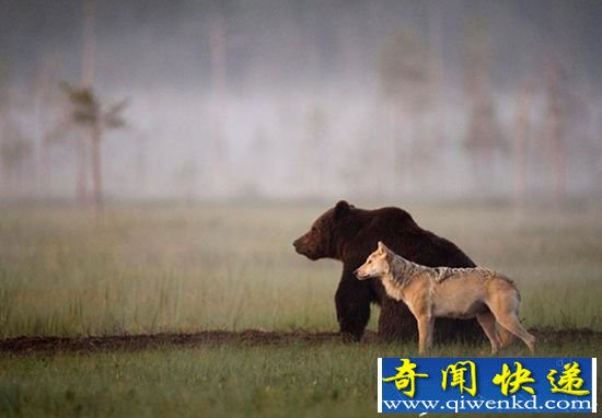 灰狼与棕熊连续十晚同看日落 关系亲密成好朋友