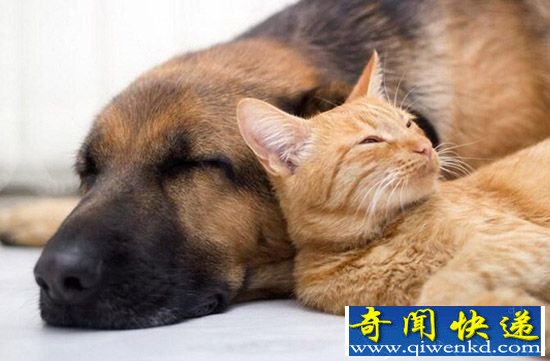 世界睡眠日:抓拍动物们憨态可掬的睡姿