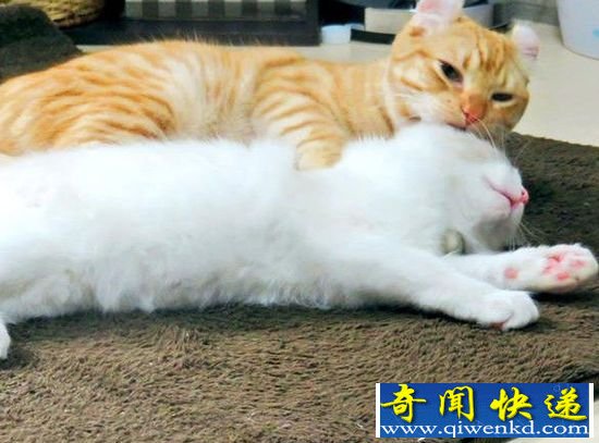 日本网友晒猫咪秀恩爱 猫咪无视主人狂秀恩爱