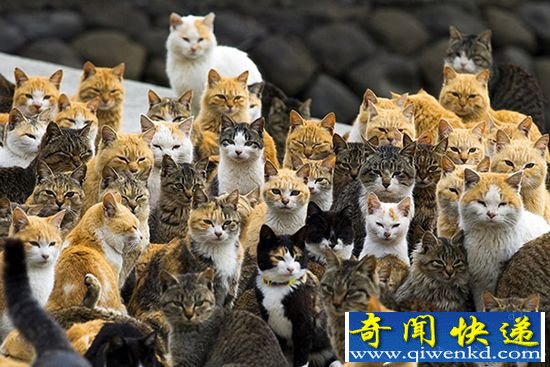 日本猫岛喵星人数量为人口的6倍 实为日本青岛