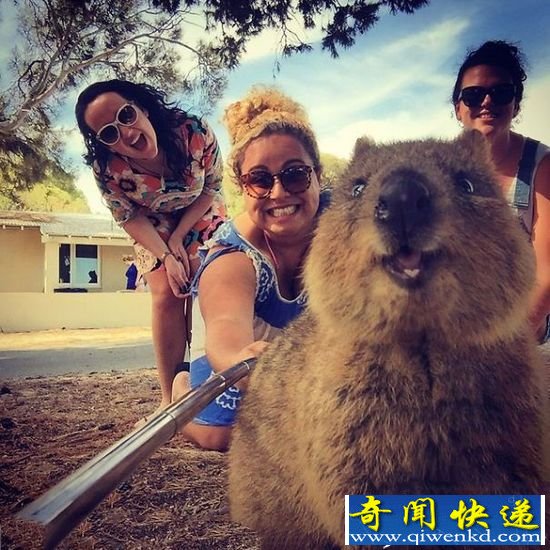 澳大利亚短尾矮袋鼠爱与游客自拍 呆萌甜美微笑超抢镜
