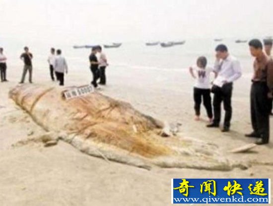 曝!全世界五大海滩怪兽 广东海滩发现17米巨怪