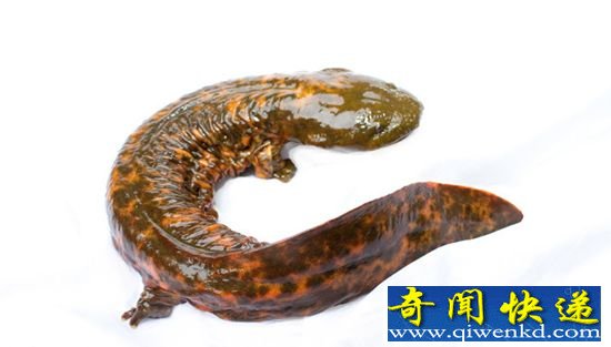 盘点:美洲大鲵五个有趣的事实