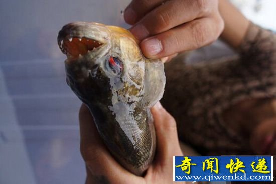盘点:世界5种最可怕淡水动物 食人鱼竟有60种之多