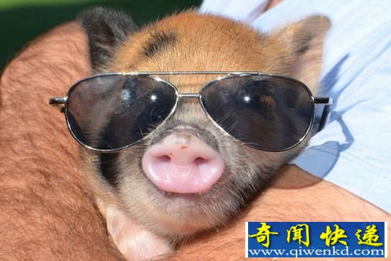 英国宠物猪商店与餐厅联合 推宠物野餐服务