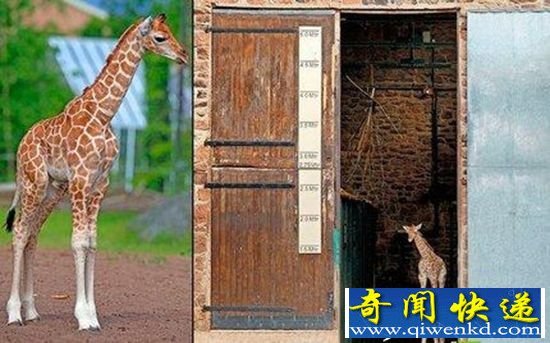 盘点:世界各地五大偶遇最有趣的动物