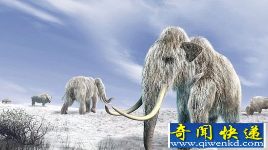 北极猛犸象一夜灭绝之谜:气候骤变或是元凶