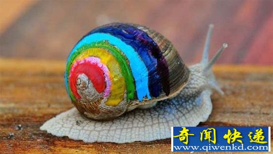 瑞典艺术家热衷于在蜗牛壳上作画 作品奇幻色彩
