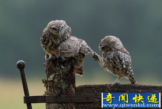 英国呆萌猫头鹰伸爪挠同伴翅膀求抱抱 温馨照片走红