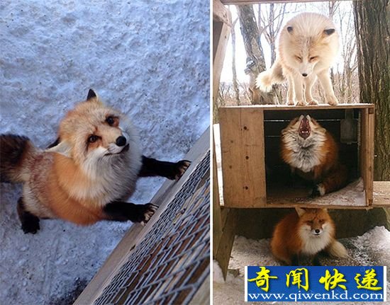 走进日本藏王狐狸村:感受各种狐狸无节操卖萌