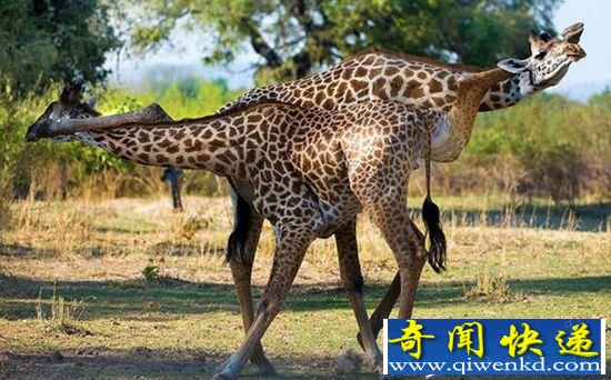 萌萌哒!长颈鹿对决“优雅”似跳探戈热舞