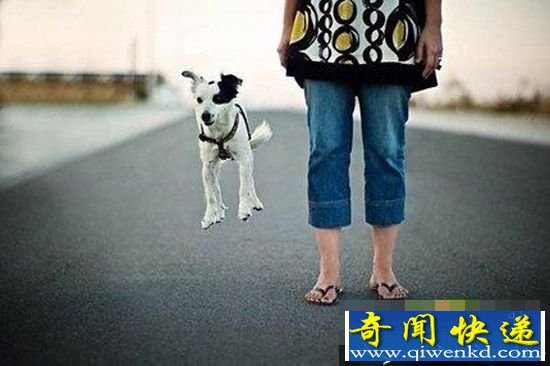 摄影师抓拍 可爱动物们的“悬空”照片 (组图)