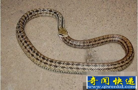 日本贪吃蛇 饿极后将自己尾巴吃进肚里