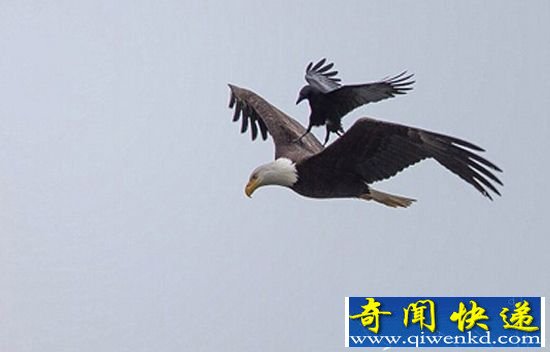 美国摄影师抓拍 乌鸦搭秃鹰“顺风车”