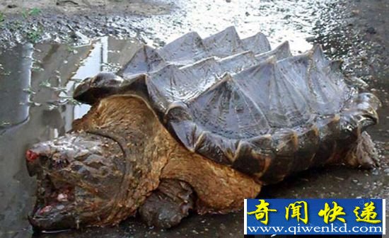 凶猛鳄龟惊现俄罗斯河流 距鳄龟老家近千公里