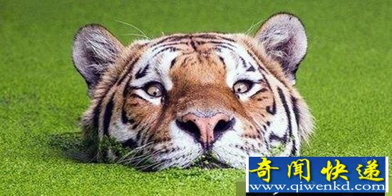 盘点:全球最呆萌霸道动物表情 猩猩用蕉叶避雨