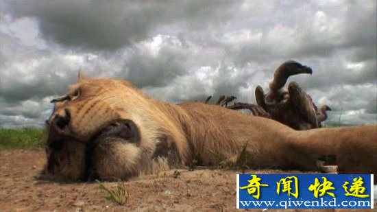 自然界中清道夫 也是最恐怖的食尸鬼