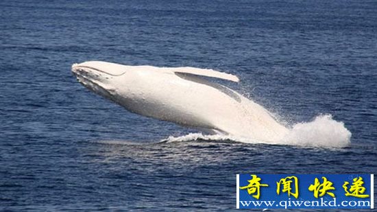 澳大利亚发现纯白色座头鲸 出现几率只有千分之一