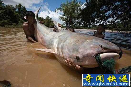 盘点:世界各种最大鱼类 已陷入灭绝危机!