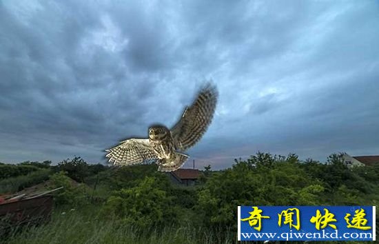 组图:萌萌哒猫头鹰 震撼绝美瞬间