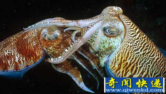 动物世界奇葩性行为大全:雌乌贼专吃精子补身体