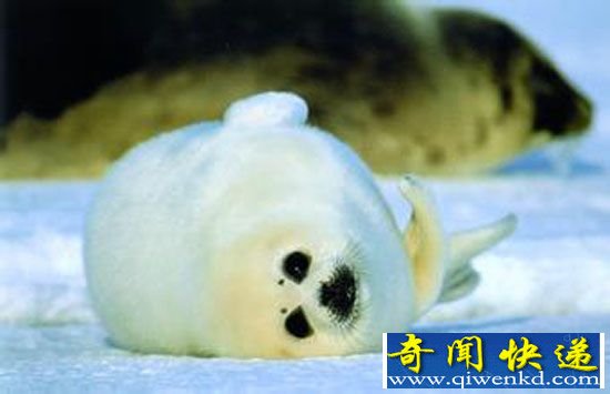 ųӦ ľȷϵͳ