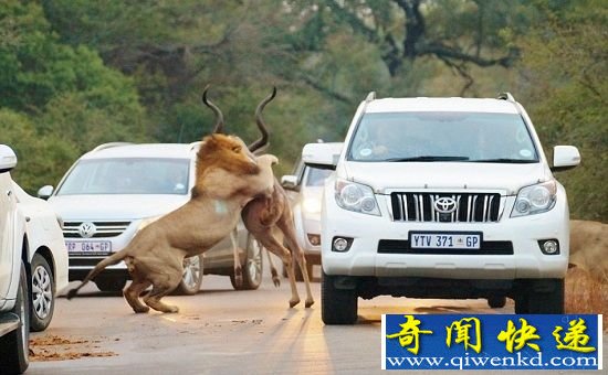南非狮子公路围捕羚羊 血腥厮杀距游客仅1米