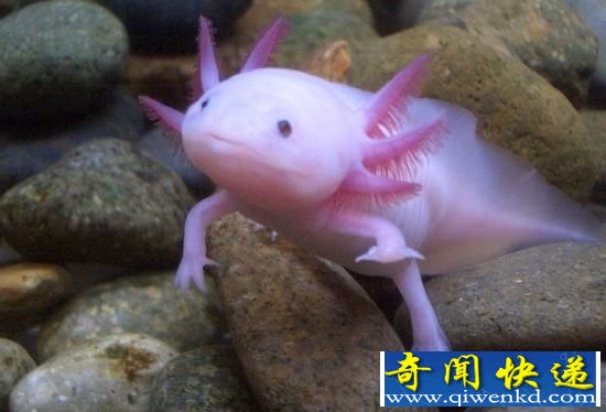 两栖动物或走向灭绝 重蹈恐龙灭亡之路