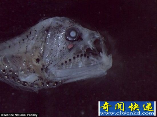澳洲海底火山惊现恐怖海洋动物 形如外星生物