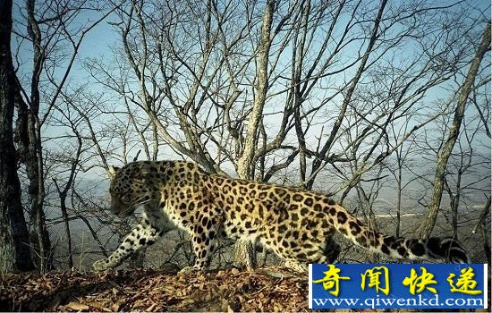 2015年最可能灭绝的13种动物 数量稀少处于濒危状态