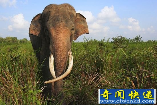 2015年最可能灭绝的13种动物 数量稀少处于濒危状态