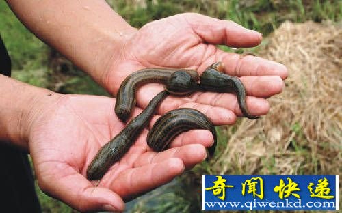 自然界10大恐怖生物 隐藏危险的职业杀手