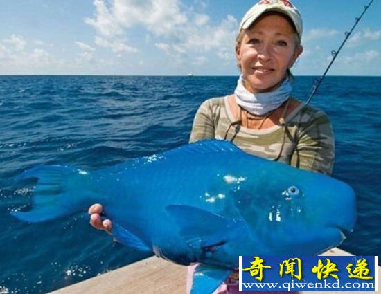 颜值高不是我的错!全球十大令人窒息美丽动物
