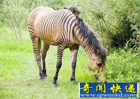 盘点动物世界十大杂交动物:斑马与驴交配