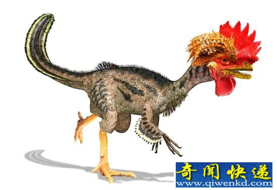 美国欲用逆向基因工程把鸡退化成恐龙 造出恐龙鸡