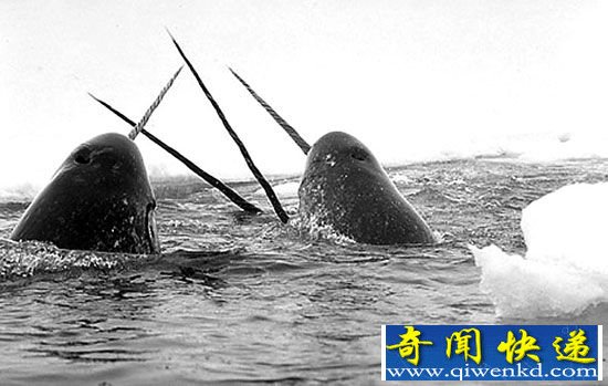 海洋独角兽