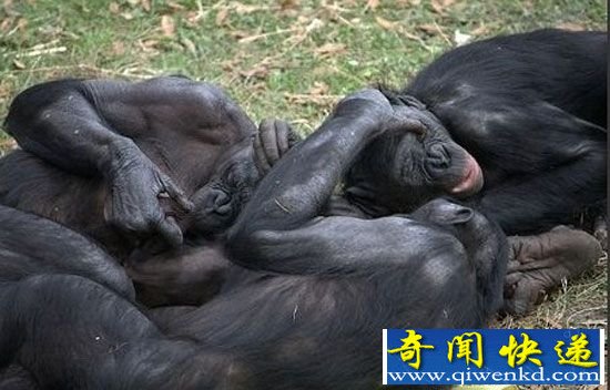 动物世界十大双性恋