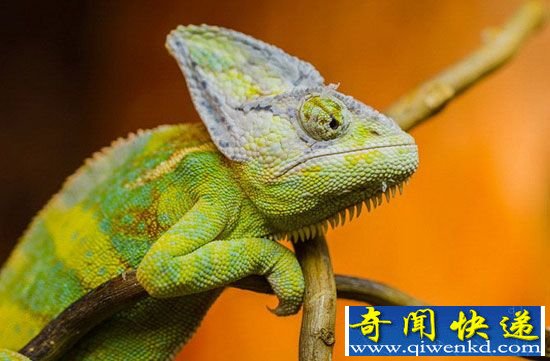 自然界十大“千里眼”动物:360度绝对无死角