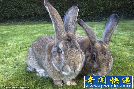 英国兔子体长超1米3 盘点全球秒杀同类的巨型动物