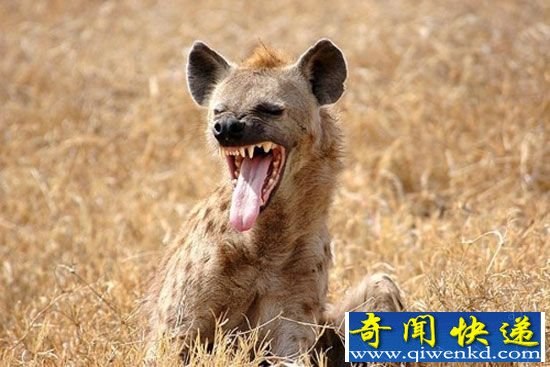 盘点动物世界十大性行为