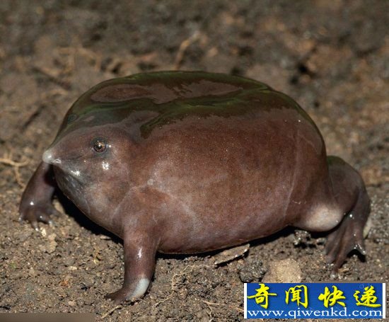 越难看越珍贵 全球十大最丑濒危野生动物【图】