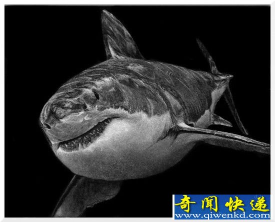 大白鲨迎面游来 美艺术家创作超写实动物肖像